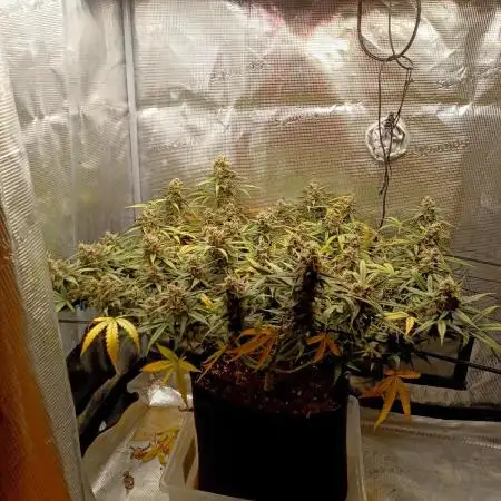 2.0 Sticky orange xxl Auto Sensi Seeds