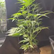 Khalifa Mints S1 Cut