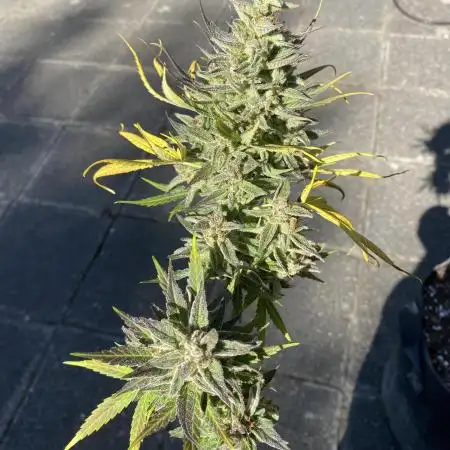 Afghan Kush Auto Outdoor Flower