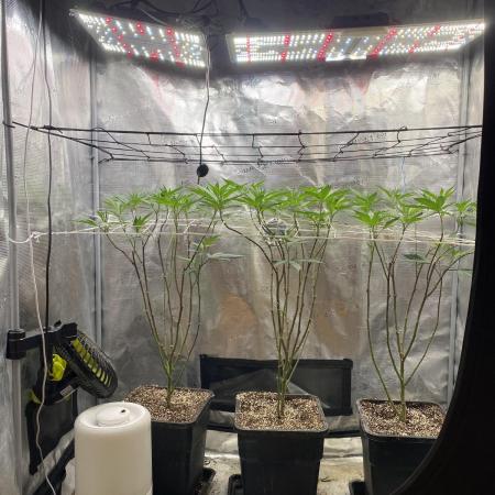 Grape Gas S1 2.0
