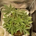 Lemon Cherry Cookies Auto FB