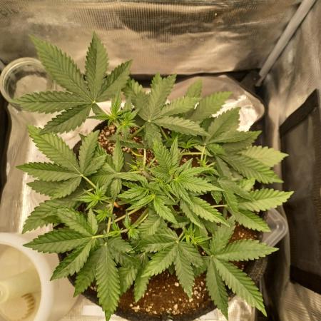 Lemon Cherry Cookies Auto FB