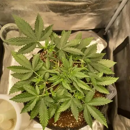 Lemon Cherry Cookies Auto FB