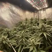 Grape Gas S1 2.0