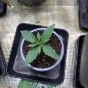 Tropicana coockies Auto