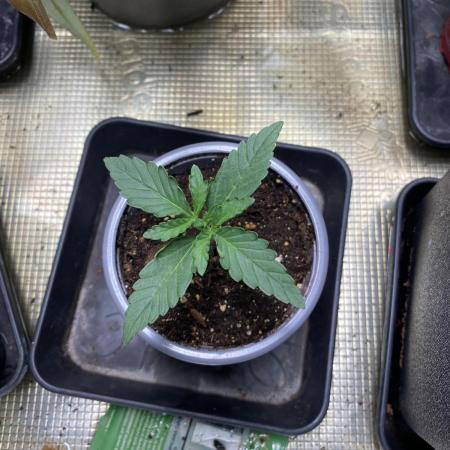 Tropicana coockies Auto