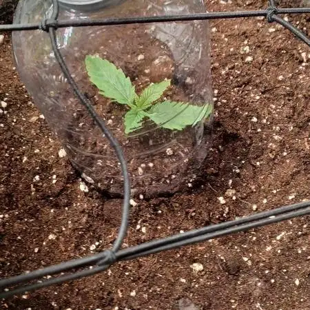 Lemon Cherry Cookies Auto FB