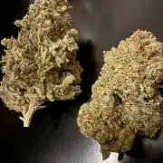 🦍🍪Gorilla Cookies FF# Phenohunt