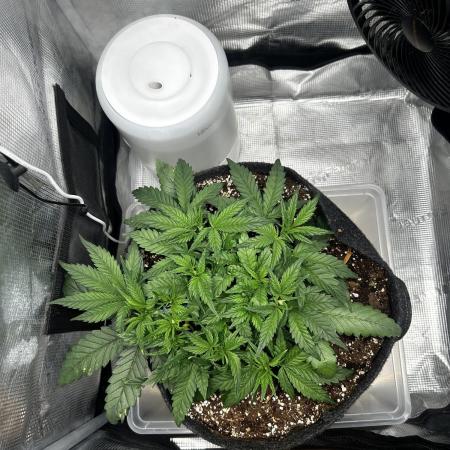 1.0 Pound Cake Auto Fast Buds LST