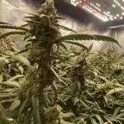 Grape Gas S1