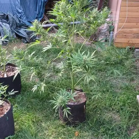 Afghan Kush Auto Outdoor Flower