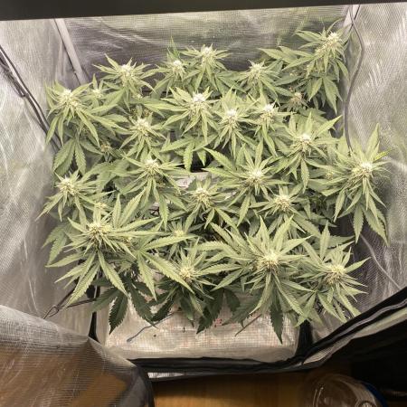 Lemon Cherry Cookies Auto FB