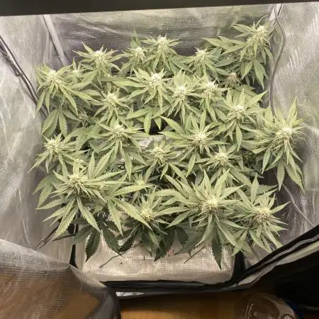 Lemon Cherry Cookies Auto FB