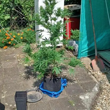 Afghan Kush Auto Outdoor Flower