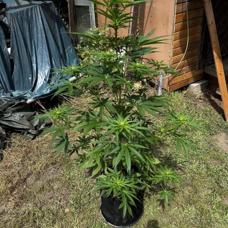 Afghan Kush Auto Outdoor Flower
