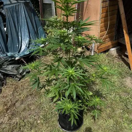 Afghan Kush Auto Outdoor Flower
