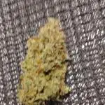 2.0 Sticky orange xxl Auto Sensi Seeds