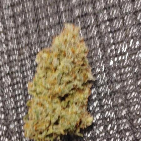 2.0 Sticky orange xxl Auto Sensi Seeds