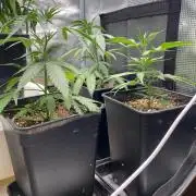 Khalifa Mints S1 Cut