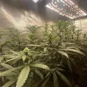 Grape Gas S1 2.0