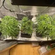 🦍🍪Gorilla Cookies FF# Phenohunt