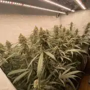 Gorilla coockies Pheno winner run