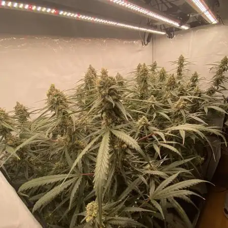 Gorilla coockies Pheno winner run