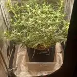 1.0 Pound Cake Auto Fast Buds LST