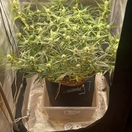 1.0 Pound Cake Auto Fast Buds LST
