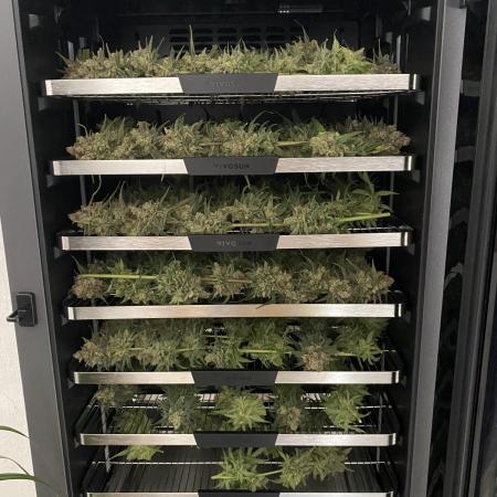 Gorilla coockies Pheno winner run