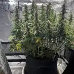 1.0 Sticky Orange XXL Auto 1P1T LST