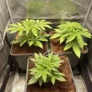 🦍🍪Gorilla Cookies FF Fast buds 420