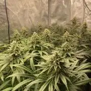 🦍🍪Gorilla Cookies FF# Phenohunt