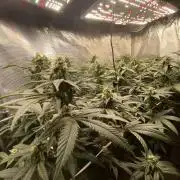 Grape Gas S1