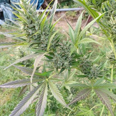 Afghan Kush Auto Outdoor Flower