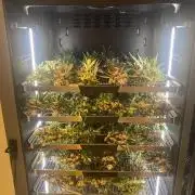 Khalifa Mints S1 Cut
