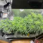 🦍🍪Gorilla Cookies FF# Phenohunt