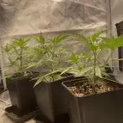 Khalifa Mints S1 Cut