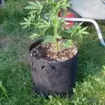 Biscotti#33 Outdoor