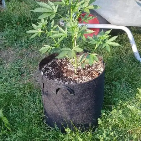 Biscotti#33 Outdoor