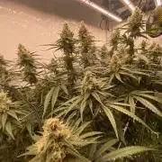 Khalifa Mints S1 Cut