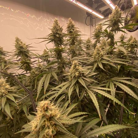 Khalifa Mints S1 Cut