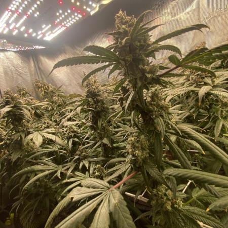 Grape Gas S1