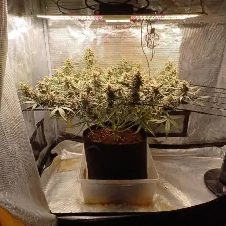 2.0 Sticky orange xxl Auto Sensi Seeds
