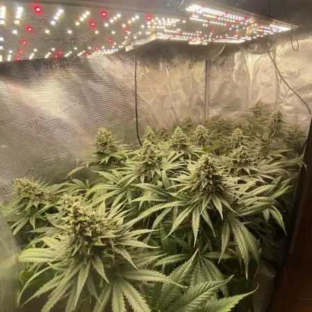 🦍🍪Gorilla Cookies FF# Phenohunt