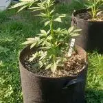 Stick Mango Auto Outdoor