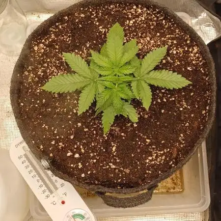 Lemon Cherry Cookies Auto FB