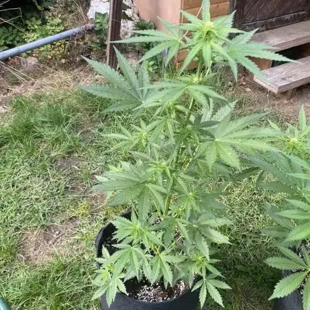 Stick Mango Auto Outdoor