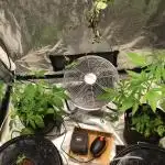 DwC test run and Organic run