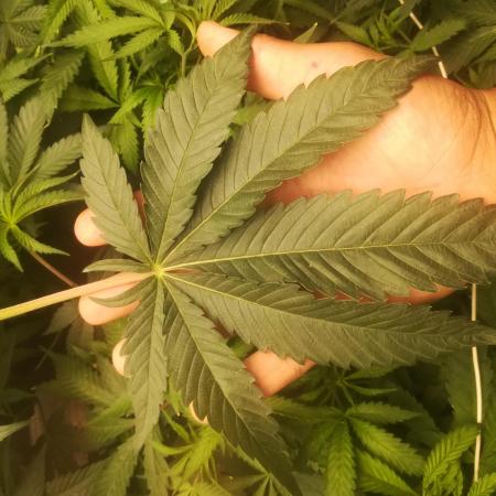 1st run under Lucius 240w quantum board